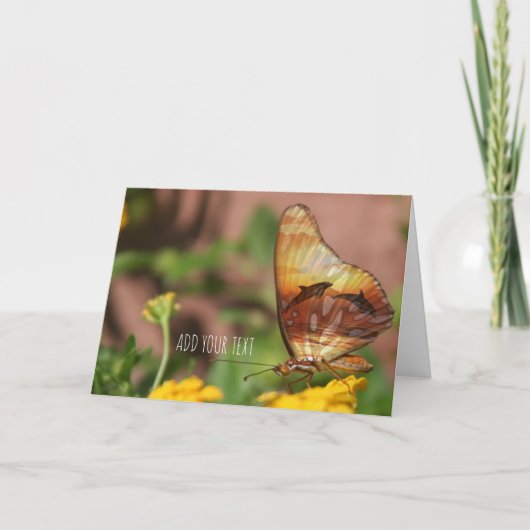 Schmetterlingsflügel - Schmetterlinge und Delphine Feiertagskarte (Vorderseite)