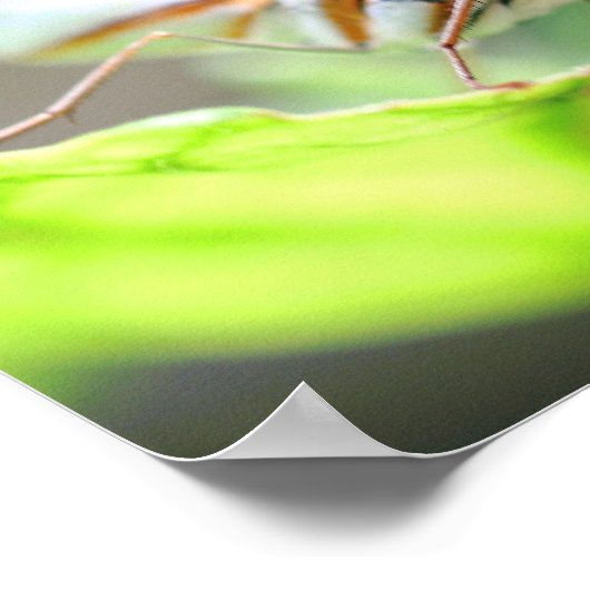 Schmetterlingsfoto Nah Poster (Ecke)