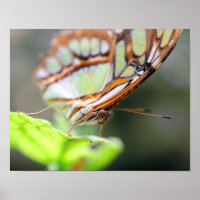 Schmetterlingsfoto Nah