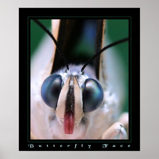 Schmetterlingsfoto Poster (Vorne)