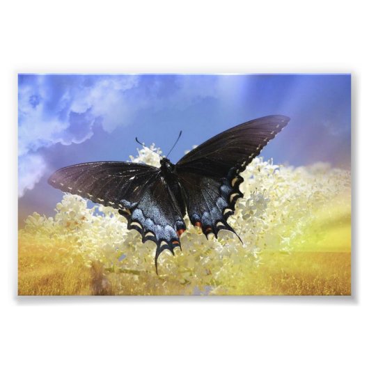 Schmetterlingsfreiheit Fotodruck (Vorne)