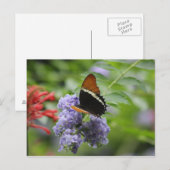 Schmetterlingsgarten Postkarte (Vorne/Hinten)