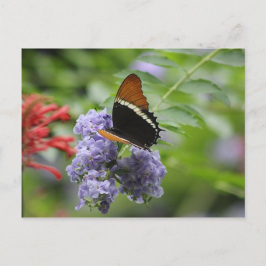 Schmetterlingsgarten Postkarte (Vorderseite)