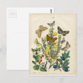 Schmetterlingsgarten Postkarte (Vorne/Hinten)