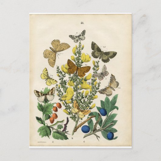 Schmetterlingsgarten Postkarte (Vorderseite)