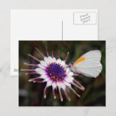 Schmetterlingsgeschenke Postkarte (Vorne/Hinten)