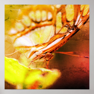 Schmetterlingsgesicht Nah in beängstigender Kunst Poster