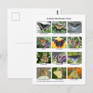 Schmetterlingsidentifikation Postkarte