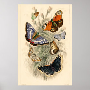 Schmetterlingsillustration im Vintage-Stil von Oli Poster