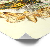 Schmetterlingsillustration Poster (Ecke)