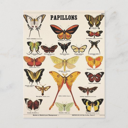 Schmetterlingsillustration Postkarte (Vorderseite)