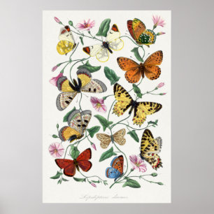Schmetterlingsillustrationsposter Poster