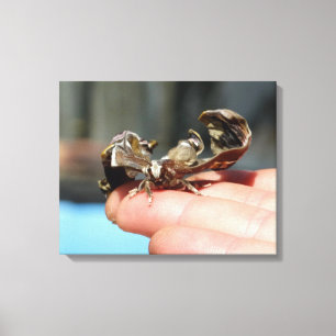 Schmetterlingsinsekt Liebhaber Foto Single drucken Leinwanddruck