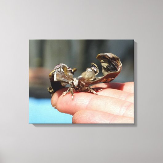 Schmetterlingsinsekt Liebhaber Foto Single drucken Leinwanddruck (Vorderseite)