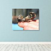 Schmetterlingsinsekt Liebhaber Foto Single drucken Leinwanddruck (Insitu (Holzboden))