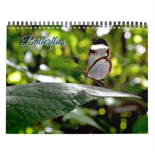 Schmetterlingskalender Kalender (Titelbild)