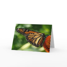 Schmetterlingskarte