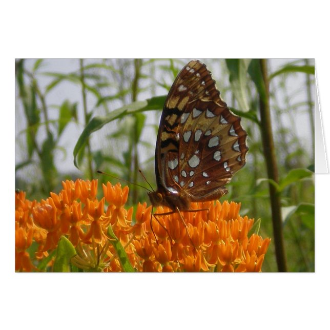 Schmetterlingskarte (Leere auf der Innenseite) (Vorderseite (Horizontal))