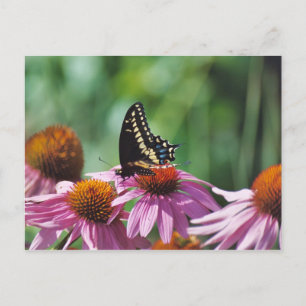 Schmetterlingskarte Postkarte
