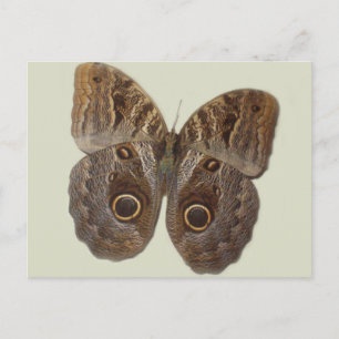 Schmetterlingskarte Postkarte