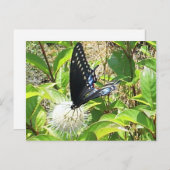 Schmetterlingskarte Postkarte (Vorne/Hinten)