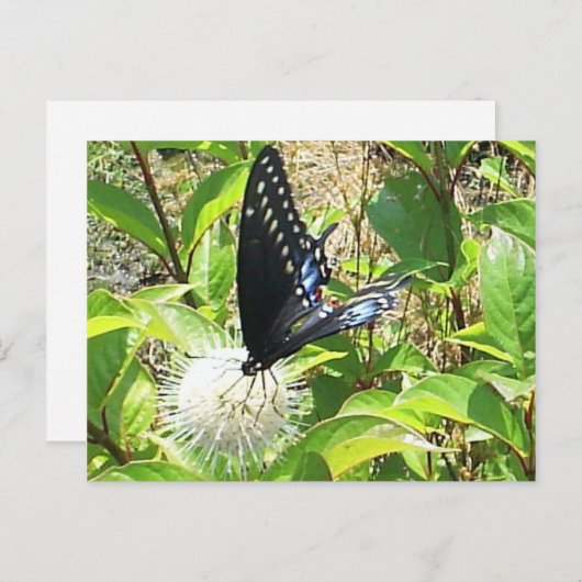 Schmetterlingskarte Postkarte (Vorne/Hinten)