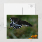 Schmetterlingskarte Postkarte (Vorne/Hinten)