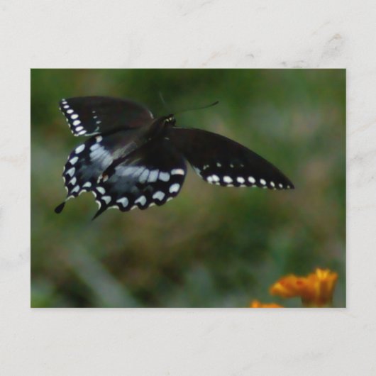 Schmetterlingskarte Postkarte (Vorderseite)