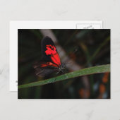 Schmetterlingskarte Postkarte (Vorne/Hinten)