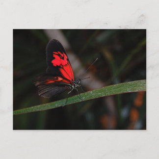 Schmetterlingskarte Postkarte