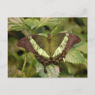 Schmetterlingskarte Postkarte