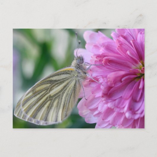 Schmetterlingskarte Postkarte (Vorderseite)