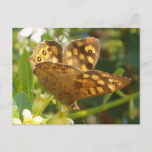 Schmetterlingskarte Postkarte