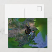 Schmetterlingskarte Postkarte (Vorne/Hinten)