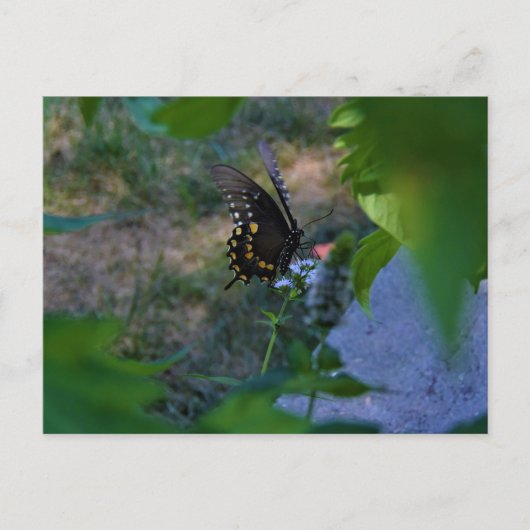 Schmetterlingskarte Postkarte (Vorderseite)