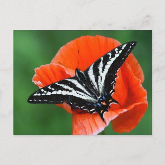 Schmetterlingskarte Postkarte (Vorderseite)