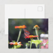 Schmetterlingskarte Postkarte (Vorne/Hinten)