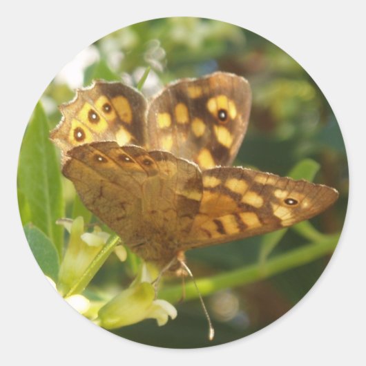 Schmetterlingskleber Runder Aufkleber (Vorderseite)