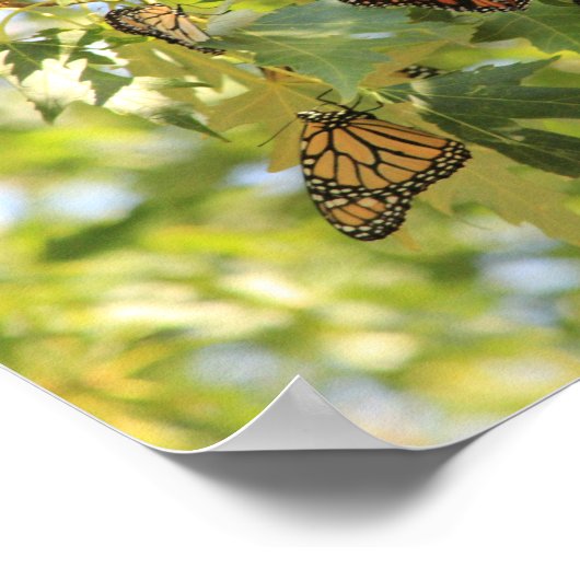 Schmetterlingskonvention Poster (Ecke)