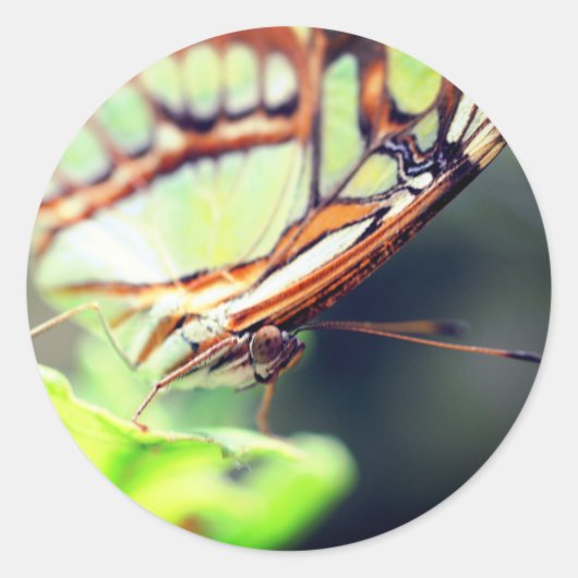 Schmetterlingskraft Runder Aufkleber (Vorderseite)