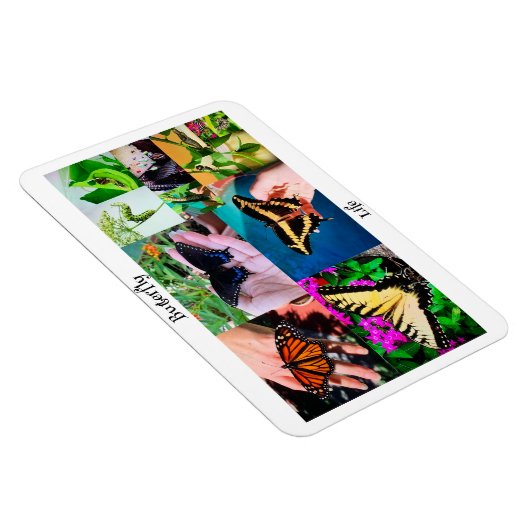 Schmetterlingsleben Magnet (Rechte Seite)