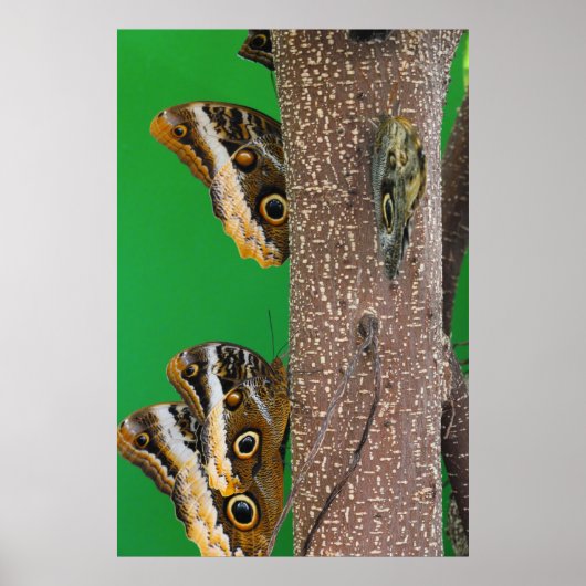 Schmetterlingsleben Poster (Vorne)