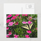 Schmetterlingslieferung Postkarte (Vorne/Hinten)