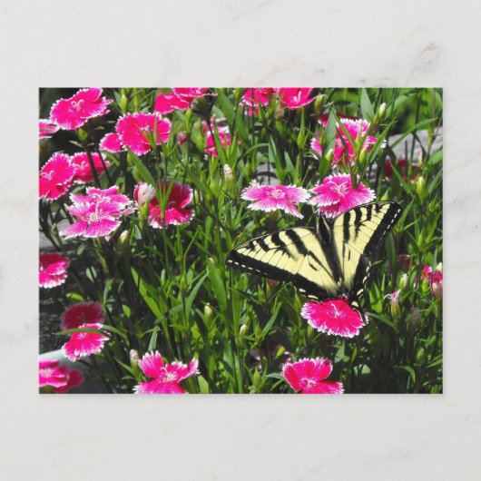 Schmetterlingslieferung Postkarte (Vorderseite)