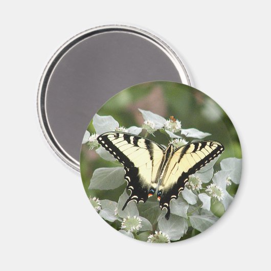 Schmetterlingsmagnet des gelben Fracks Magnet (Vorderseite/Rückseite)