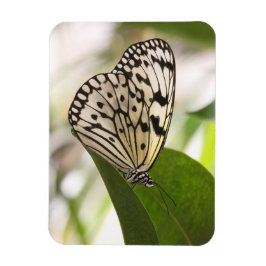 Schmetterlingsmagnet Magnet