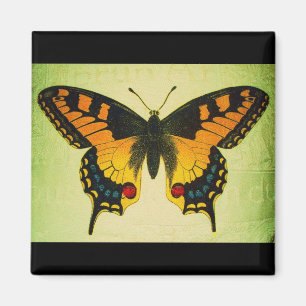 Schmetterlingsmagnet Magnet