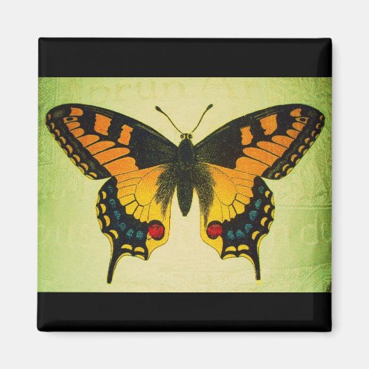 Schmetterlingsmagnet Magnet (Vorne)