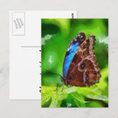 Schmetterlingsmalerei Postkarte (Vorne/Hinten)