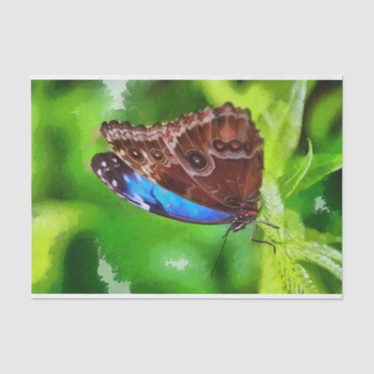 Schmetterlingsmalerei Seidenpapier (Vorderseite)